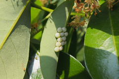 Tessaratoma papillosa