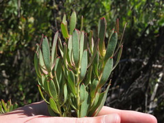 Leucadendron glaberrimum erubescens