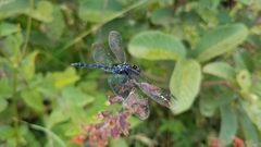 Diplacodes lefebvrii