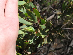 Leucadendron glaberrimum erubescens