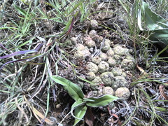 Euphorbia globosa
