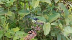 Diplacodes lefebvrii