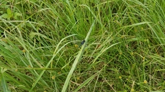 Diplacodes lefebvrii