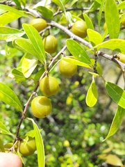 Petalostigma banksii