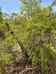 Petalostigma banksii