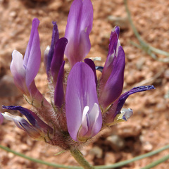 Astragalus petraeus