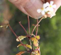 Chaenostoma campanulatum