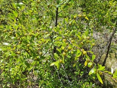 Petalostigma banksii