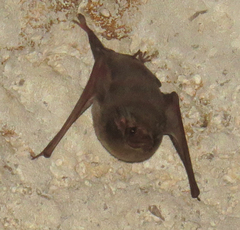 Coleura afra