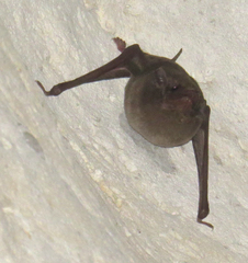 Coleura afra
