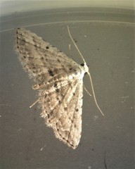 Araeopteron canescens