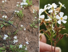 Chaenostoma campanulatum