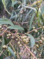 Eucalyptus viminalis pryoriana