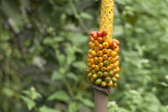 Amorphophallus commutatus