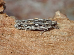 Ardozyga amblopis