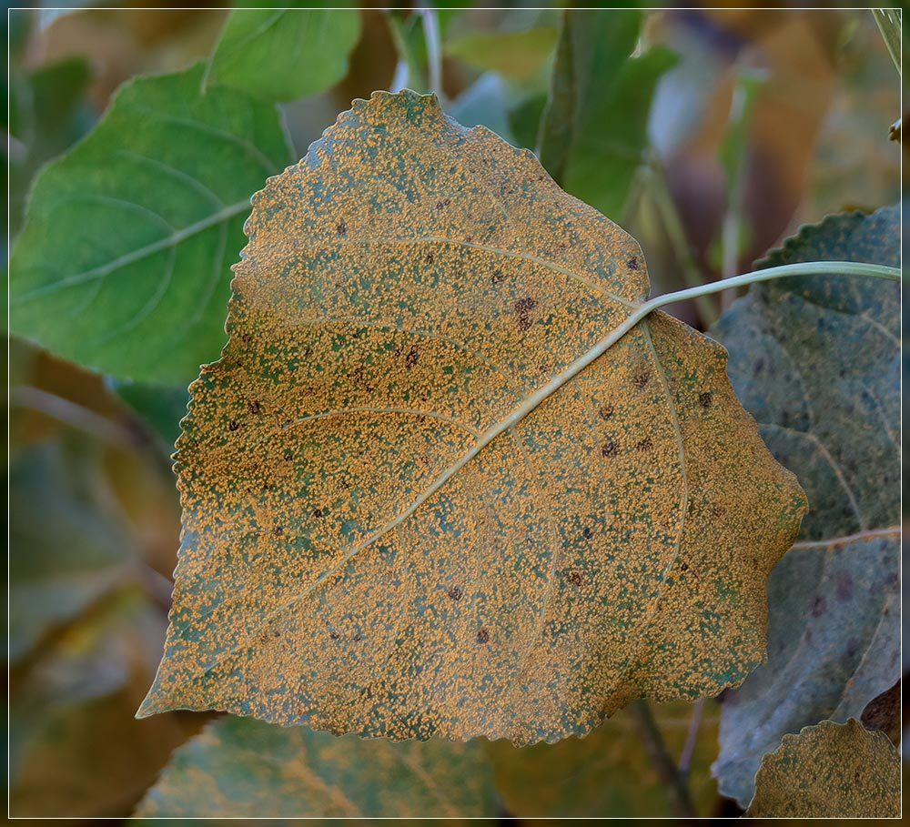 Poplar Leaf Rust Fungus from North New Brighton, Christchurch 8083, New