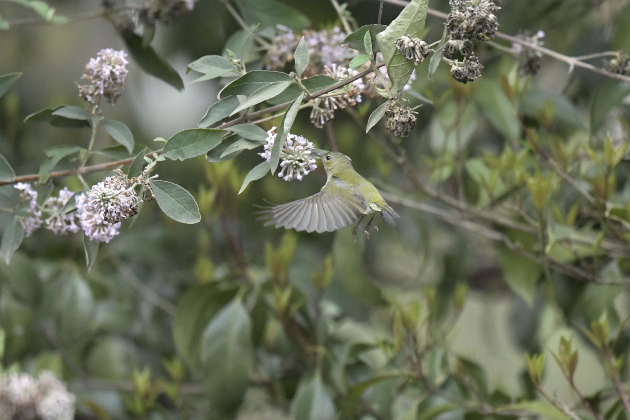 Fork-tailed Sunbird