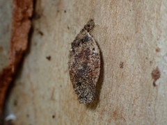 Cebysa leucotelus