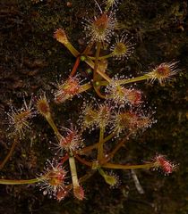 Drosera stenopetala