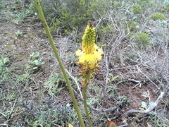 Bulbine latifolia