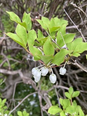 Enkianthus perulatus