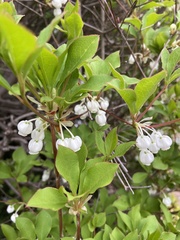 Enkianthus perulatus