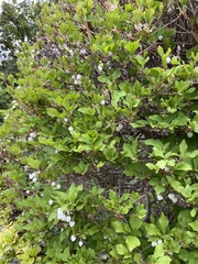 Enkianthus perulatus