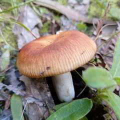 Russula neerimea