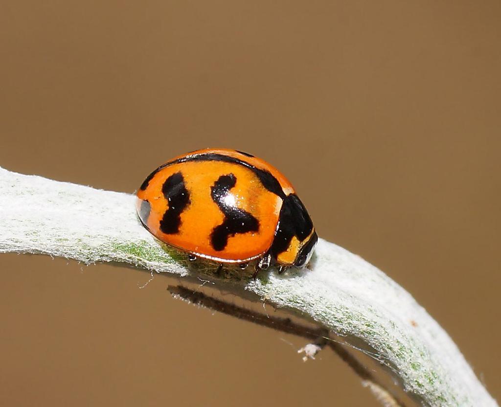 Small Transverse Ladybird Beetle