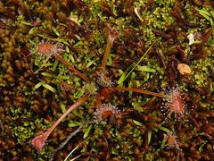 Drosera stenopetala