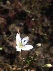 Triteleia lilacina