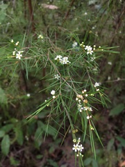 Baeckea linifolia