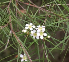 Baeckea linifolia
