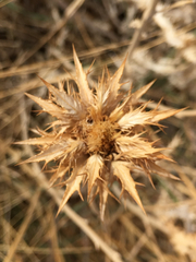 Carlina libanotica
