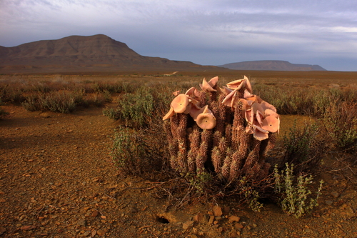 Hoodia gordonii (Masson) Sweet ex Decne. 2