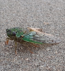 Dyticopycna semiclara