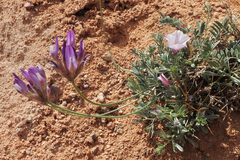Astragalus petraeus