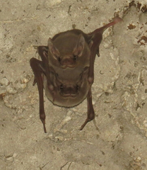 Coleura afra