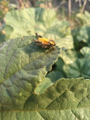 Hoplia bilineata
