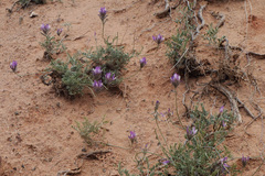 Astragalus petraeus
