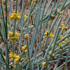 Ephedra equisetina