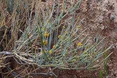 Ephedra equisetina