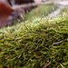 Incurved Feather-Moss - Photo (c) Stefan Gey, some rights reserved (CC BY-NC), uploaded by Stefan Gey