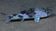 Blackmouth Splitfin photo 2