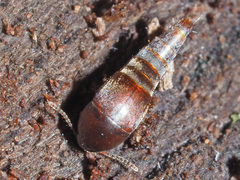 Sepedophilus testaceus