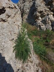 Reseda suffruticosa