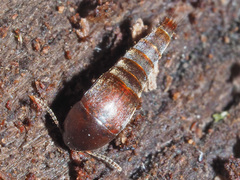 Sepedophilus testaceus