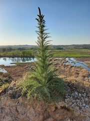 Reseda suffruticosa