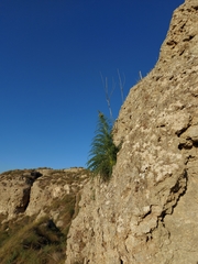Reseda suffruticosa