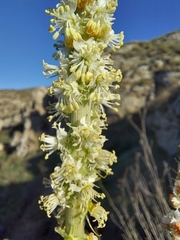 Reseda suffruticosa